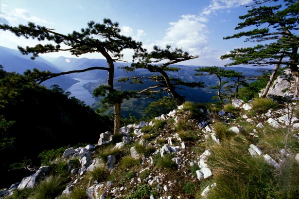  


Po prvi put, na najlepšoj planini Srbije, Tari, biće održana prava poslastica za sve ljubitelje ultra dugačkog i planinskog trčanja. Tara Maraton 2013 prvi put…